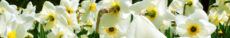 Narcissus Rising