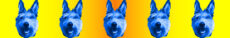 Blue Dog